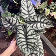 alocasia dragon silver tanaman