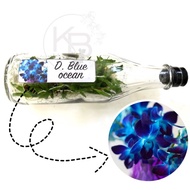 Bunga Bibit Anggrek Dendro botolan | Anggrek dendrobium biru | Anggrek