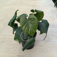 TKL - Homalomena Occulta 千年健