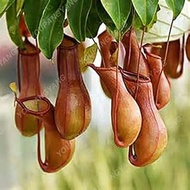 2017 New Arrl !!! 200 PCS Green s Family Food Cordyceps Seeds Weird Magic Venus Flytrap ivorous Seed