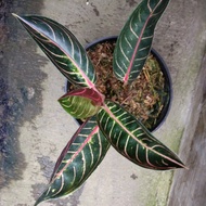 aglaonema red of sumatra