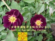 ╭☆東霖園藝☆╮【SM473】玫瑰(深夜之藍)--紫色半重瓣 花型:平形 強香