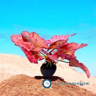 Aquarium decoration - Aquatic plants: Tiger lotus (very beautiful red)