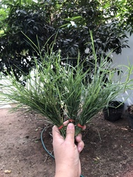 KD999 หญ้าแพรก หญ้าแพรกสด บูชาพระพิฆเนศ ตัดสดตามออเดอร์ส่งของทุกวัน