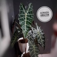 Terlaris ✬ Tanaman Hias Keladi Amazon - Alocasia Amazon