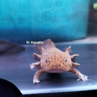 Axolotl Salamander Air Black/axolotl Salamander Air Marble