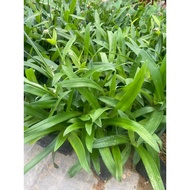 rumput siti khadijah/rumput beijing/beijing grass