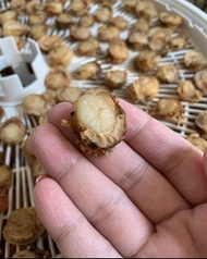 日本帆立貝（小）