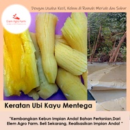 Keratan Batang Ubi Kayu | Ubi Kayu Kuning | Benih Ubi Kayu Kuning | Keratan Ubi Kayu Mentega