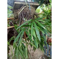 Orkid hutan salju putih