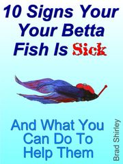 10 Signs Your Betta Fish Is Sick Brad Shirley
