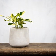 【室內盆栽】斑葉鵝掌藤盆栽 觀葉植物 發財樹 植栽 開幕送禮