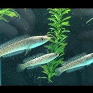 ikan channa barca 4/5cm