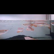 Miliki Ikan Arwana Golden Red 16- 20Cm