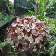 Tanaman Hias Begonia Merah Pink/Begonia Martin Mistery/Begonia Gantung