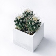 (預購) 白灰漸層系列 | 金琥仙人掌 方形雙色水泥植栽