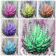 ❤🌺【Easy to bloom】Rare Multicolor Aloe Vera Seeds Rare Herb Seeds Bonsai Succulent Plants Seeds