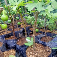 bibit tanaman buah tin berbuah