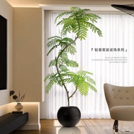 Green Plant Decorations Potted Plant Living Room Floor-standing Indoor Jacaranda Decorations Next to