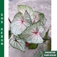 Caladium 'Empress' Pokok Keladi Elephant Ear Angel Wings Pokok Hiasan Ornamental Plants SHS Kebun