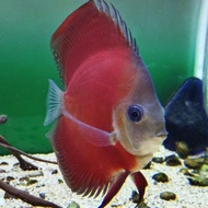 Discus San Merah Blue Rim