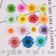 1 PCS DAISY  dried flower embossing material package diy Epoxy pressed flower mobile phone case photo stickers facE