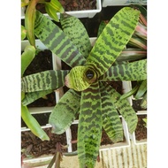 bromeliad vriesea Espada