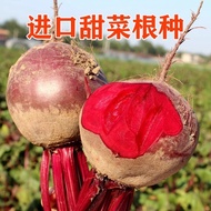 Beet Seed Red Leaf Red Root Beet Seed Red Beet Seed Seaweed Head Purple Spinach Cold Resistant Four 