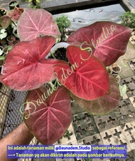 Caladium H41 / Caladium H 41 / Caladium Hybrid