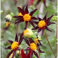 5 Biji Segar Benih Bunga Dahlia Verrones Obsidian Flower Dahlia Seed - 5 Seed