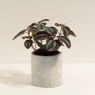 黑葉冷水花│泥作系列│福所栽