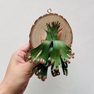 捲捲鹿皮革鹿角蕨