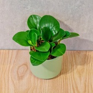 圓葉椒草 莫蘭迪色系直紋陶盆 室內植物 觀葉植物 禮物 盆栽