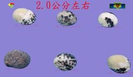 寶物石坊】貝殼078~蜑螺2顆1元~沒經過加工處理~寄居蟹換殼~魚缸造景~室內擺設~diy材料包＃公仔funko pop