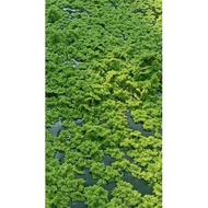 LIMITED AZOLLA AZOLA MICROPHYLLA JUMBO SUPER SUBUR