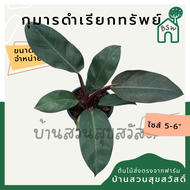 กุมารดำเรียกทรัพย์ Philodendron Black Cardinal กระถาง 6 นิ้ว