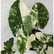 Pokok Alocasia Macrorrhiza Variegata amv albino real plant
