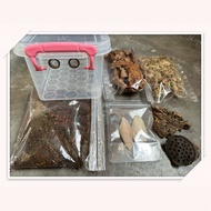 Isopod Starter Kit For Beginner Reptile Breeding Box