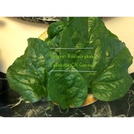Ceylon spinach 15 Seeds 大叶木耳菜 皇帝苗 15粒