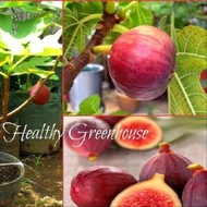 1 ต้น สายพันธุ์ Khurtmani Red Israel Figs ต้นมะเดื่อฝรั่ง จัดส่งพร้อมกระถาง 6 นิ้ว ลำต้นสูง 50 ซม