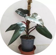 TANAMAN HIAS PHILODENDRON DARK LORD/ PILO ATI/ PHILO BLACK CARDINAL