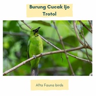 burung cucak ijo trotol jantan