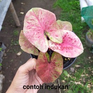 tanaman hias Caladium raspberry/Caladium rasberrymoon/keladi rasberrym