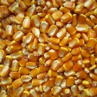 9 Yuan 9 Free Shipping 2022 Northeast Dried Corn Kernels 1kg Large Grain Buds Grain Grain Feeding Pi