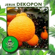 NEW!! bibit Jeruk Dekopon