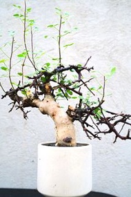 (#341) 卡塔夫正白皮橄欖　Commiphora kataf / 塊根植物 Caudex / 另售象牙宮、龜甲龍、念珠橄欖、橄欖樹