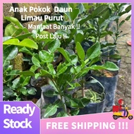 Ready Stock( FREE SHIPPING )Daun Limau Purut Anak Pokok Kahwin/Original Daun Limau Fungsi Banyak  【A