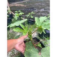 POKOK BENDI LECKAT 535