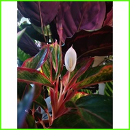 ∰ ◞ aglaonema red siam lucky plant