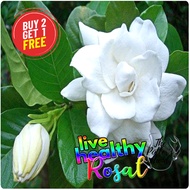 Rosal Gardenia Flower (Cape Jasmine) Plant Green LIVE PLANT LIVE LIVE